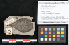 Foto (Objekt + Etikett) von Echitonium obovatum  (NHMW-GEO-2024-0188-11435)